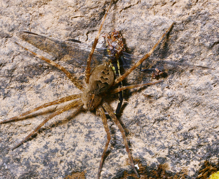 fishing spider Dolomedes with dragonfly prey