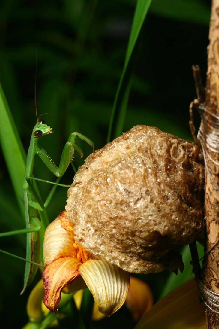 Chinese mantis Tenodera sinensis posed atop egg sac from which it had emerged