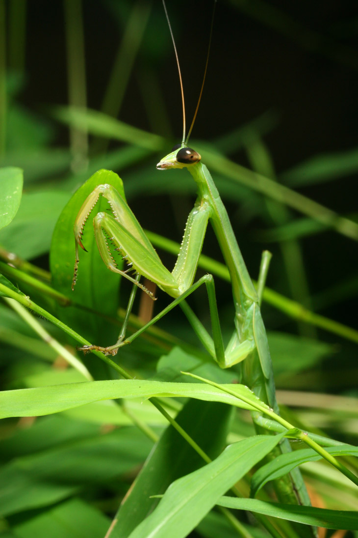 juvenile Chinese mantis Tenodera sinensis with dark eyes