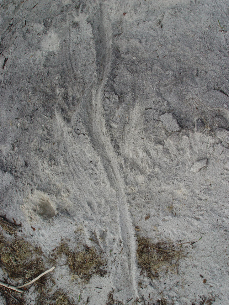 Trail made by North American river otter Lontra canadensis dragging large fish across sand