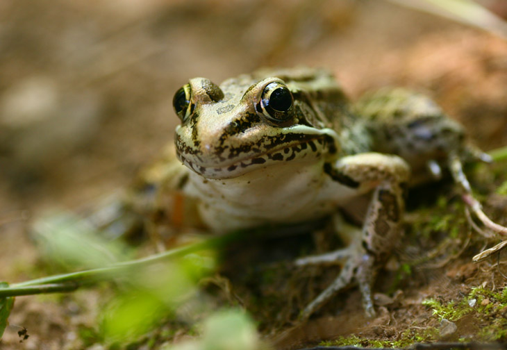 pickerel frog Lithobates palustris portrait