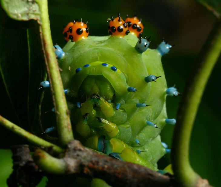 cecropia moth Hyalophora cecropia caterpillar hiding face from danger and paparazzi