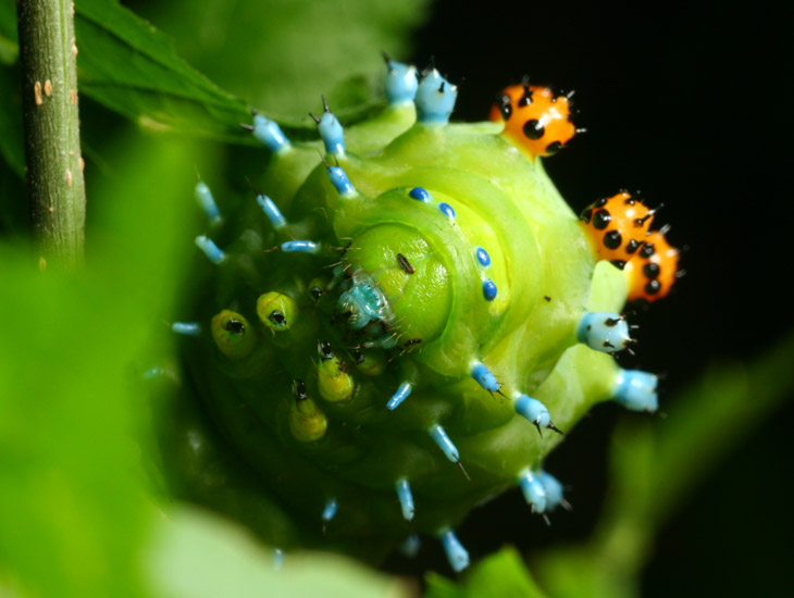 Cecropia moth Hyalophora cecropia caterpilalr with head extended