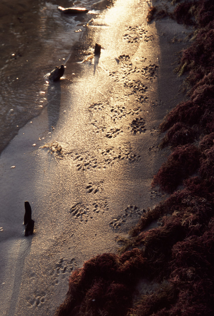 North American river otter Lontra canadensis tracks on sand in sunbeam