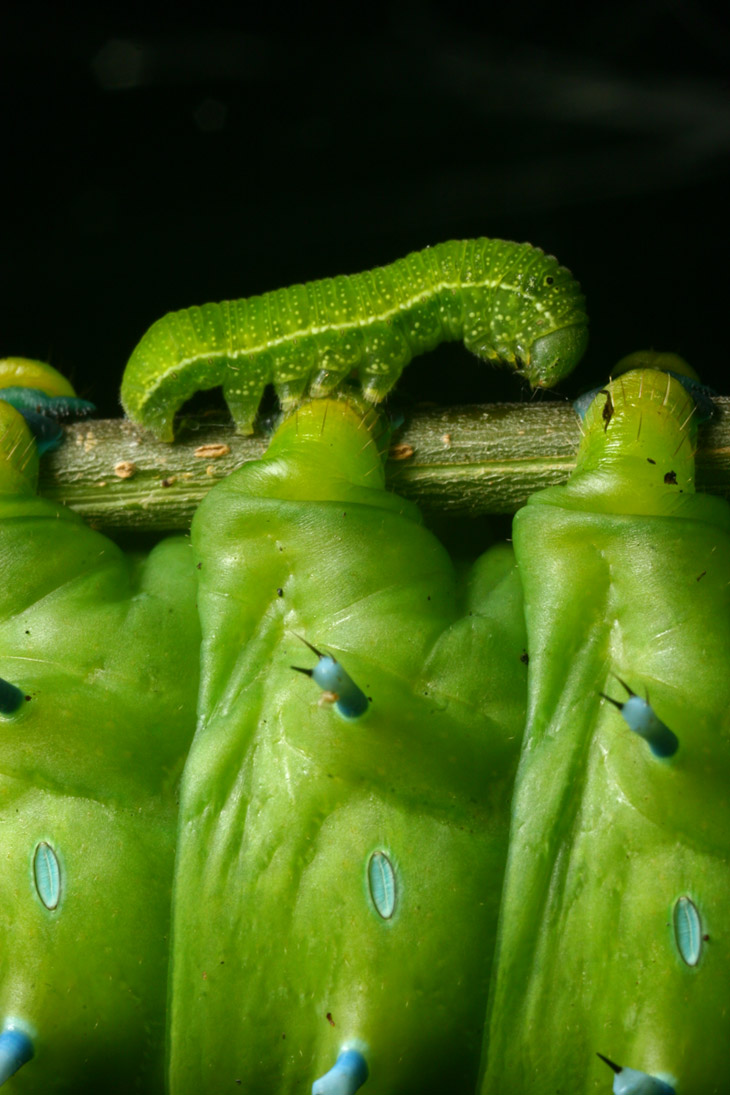 cecropia moth Hyalophora cecropia caterpillar and "inchworm" for comparison