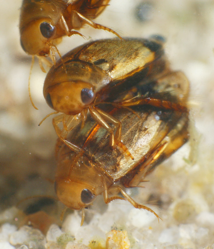 unidentified aquatic beetles mating with interloper