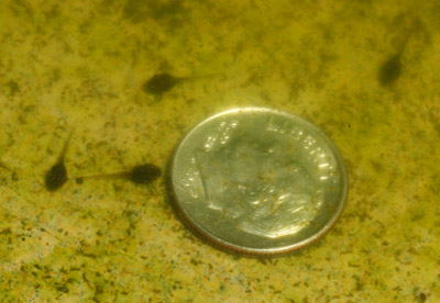 unidentified tiny tadpoles in birdbath with dime for scale