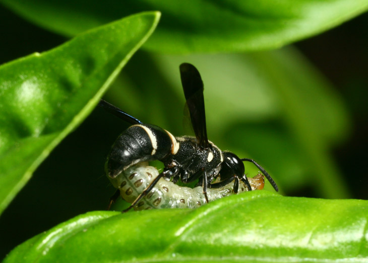 Eumeninae wasp with unidentified caterpillar