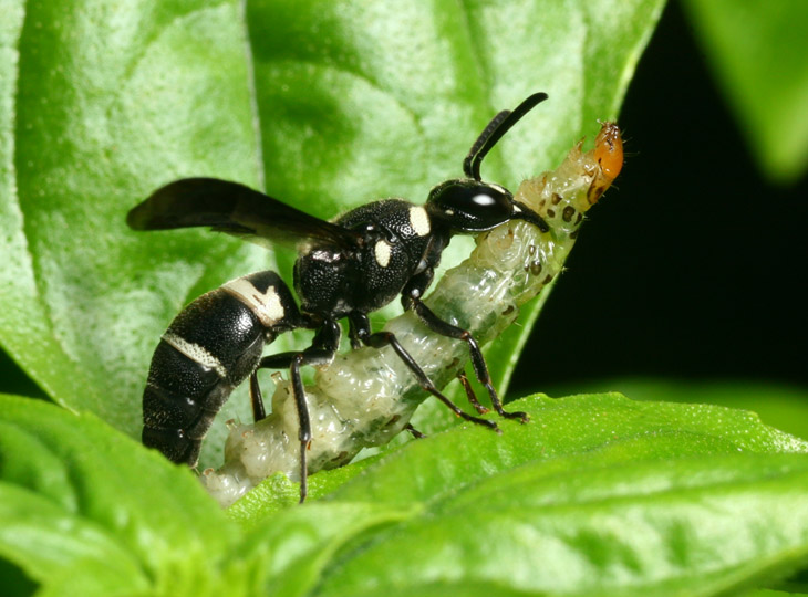 Eumeninae wasp with unidentified caterpillar