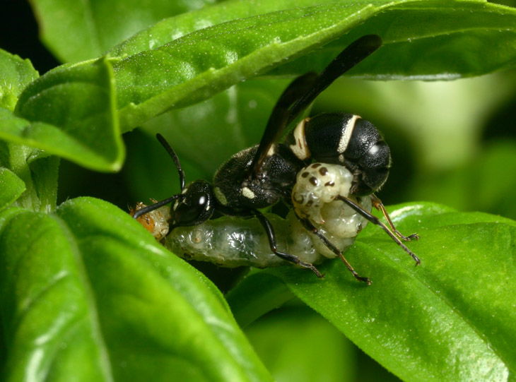 Eumeninae wasp likely laying eggs in unidentified caterpillar