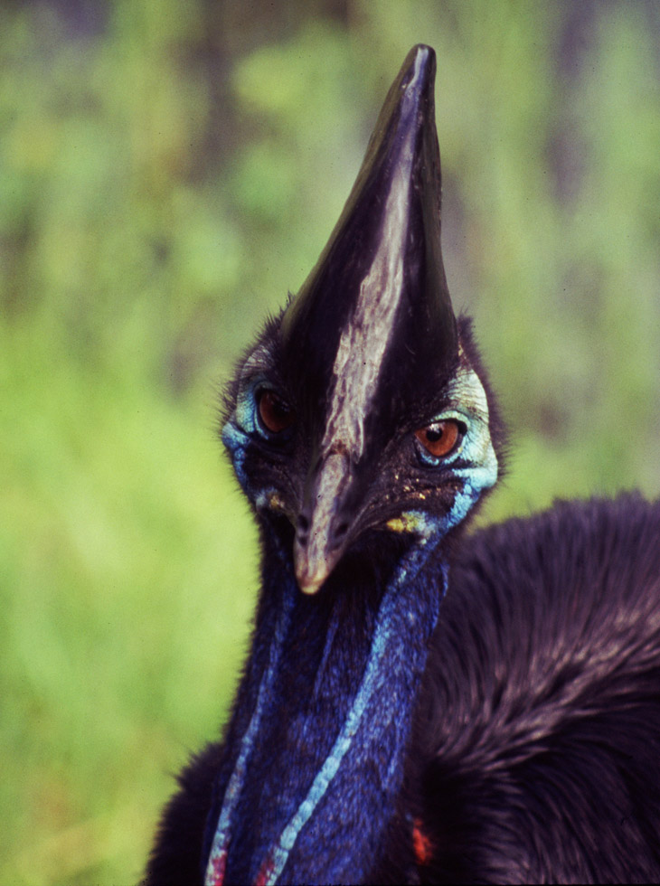 southern cassowary Casuarius casuarius showing indifference