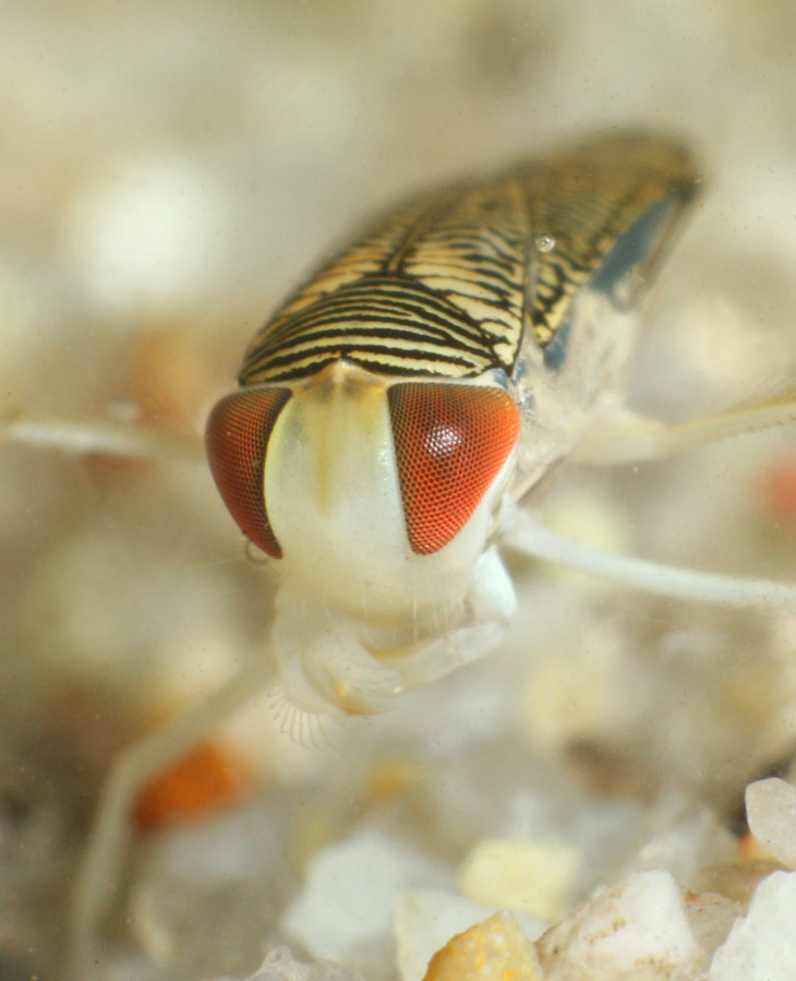 close portrait of backswimmer water boatman Corixidae nymph with eye detail