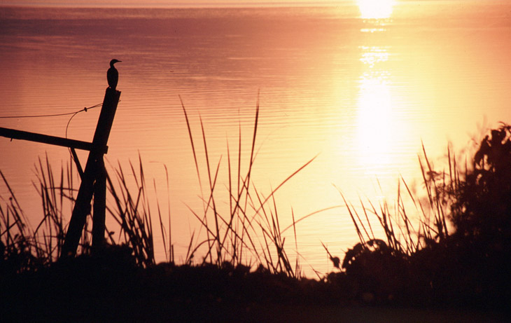 cormorant in silhouette against sunrise colors in water