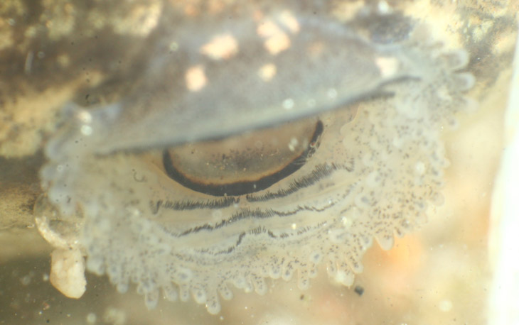 mouth of green frog Lithobates clamitans tadpole