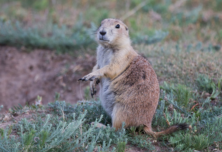 black-tailed prairie dog taking oath on invisible bible by James L. Kramer