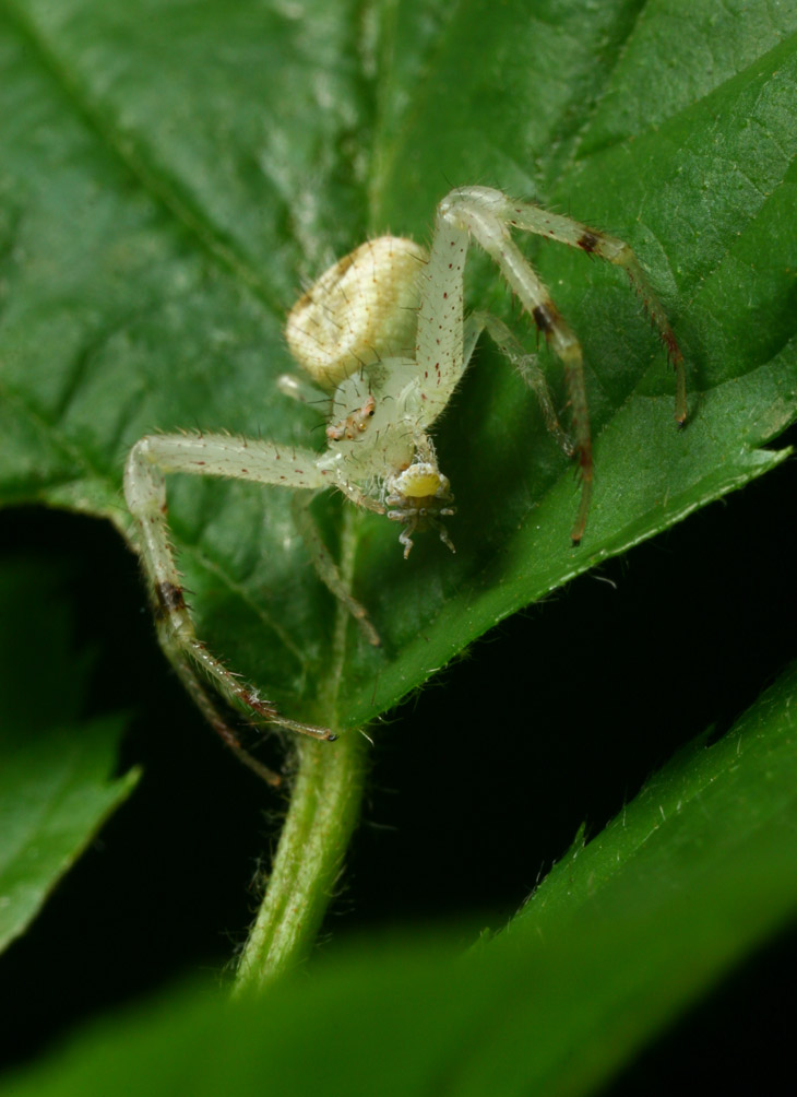 crab spider Mecaphesa and treehopper Cicadellidae nymph prey