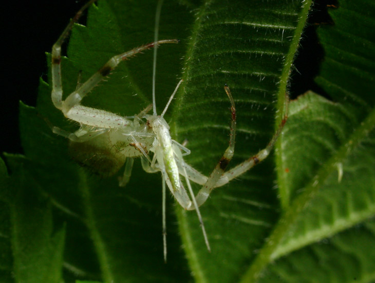 crab spider Mecaphesa and narrow-winged tree cricket Oecanthus niveus prey