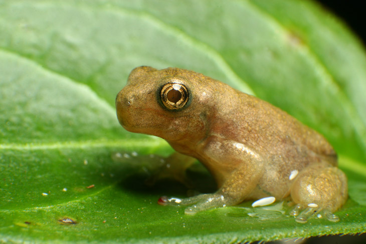 unidentified juvenile treefrog