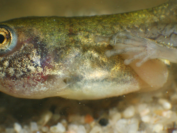 Copes grey treefrog Hyla chrysoscelis tadpole close view of side with missing limb