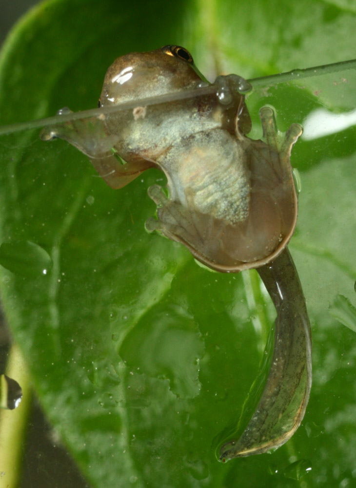 Copes grey treefrog Hyla chrysoscelis tadpole clinging to side of aquarium