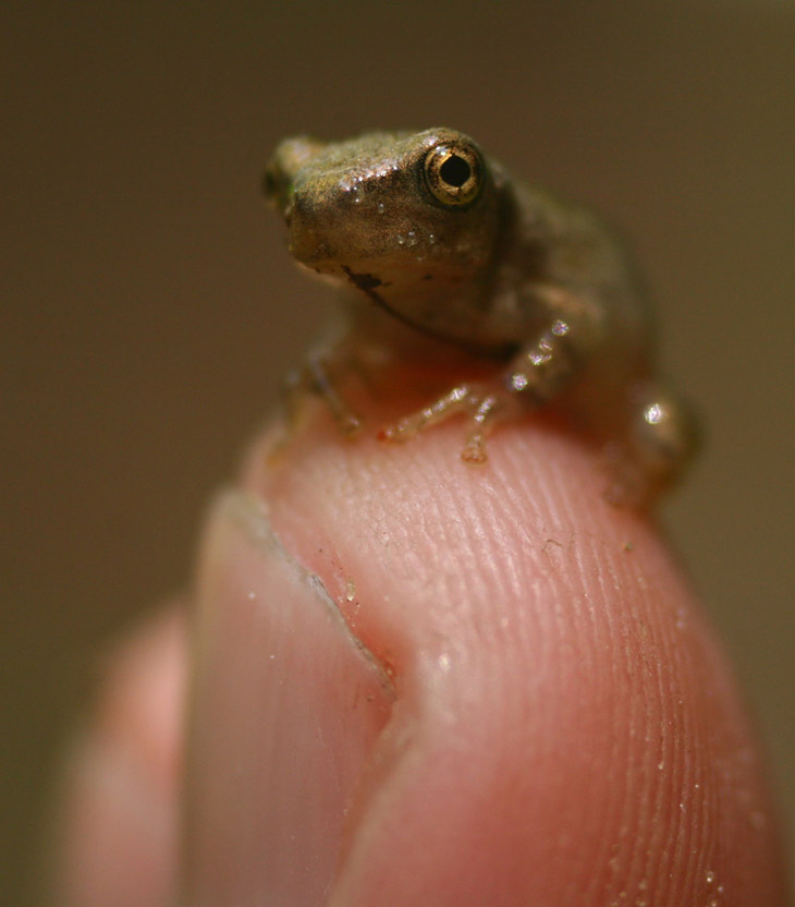 unidentified juvenile treefrog perched on fingertip for scale