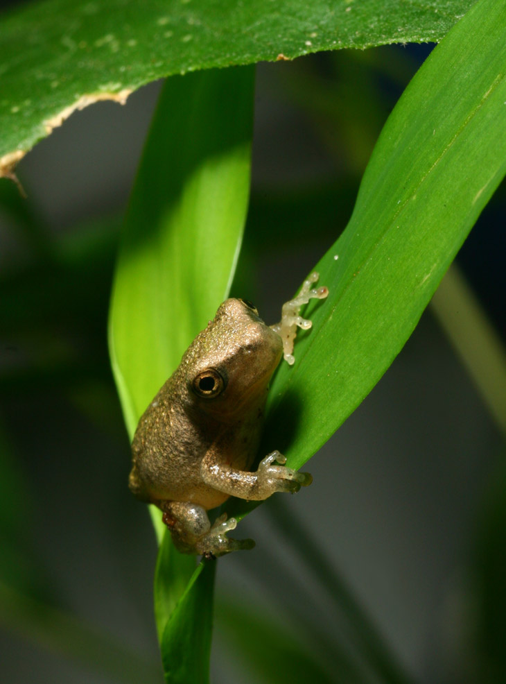 unidentified juvenile treefrog clinging to grasses