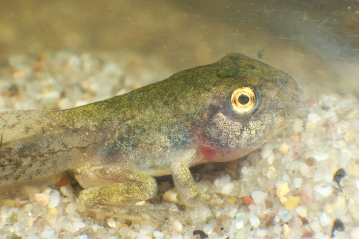 likely Copes grey treefrog Hyla chrysoscelis tadpole showing new legs