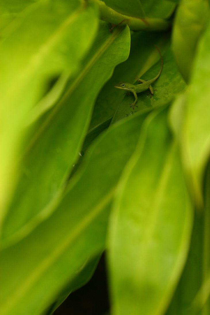 Carolina anole Anolis carolinensis deep in shadow among leaves