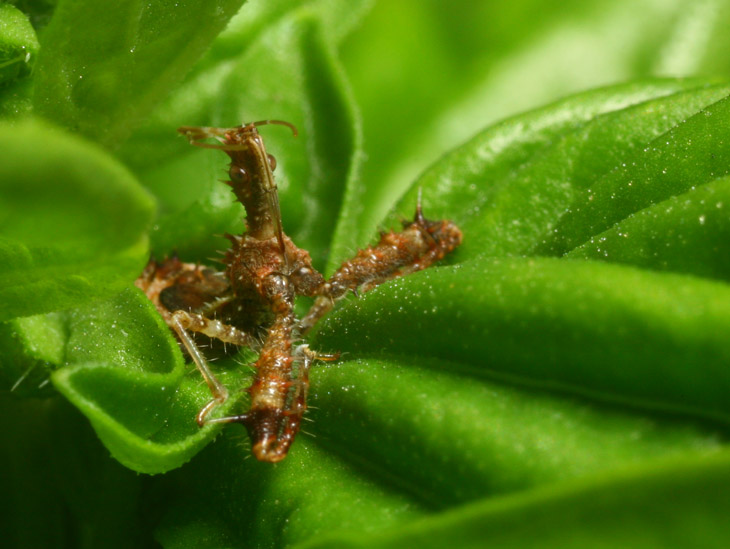 spiny assassin Sinea spinipes on sweet basil Ocimum basilicum