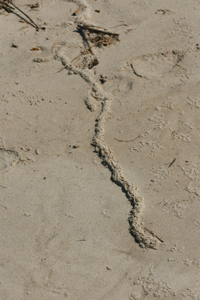 burrow on unidentified animal through sand