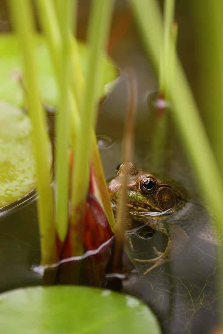 green frog Lithobates clamitans lurking among lilies in pond
