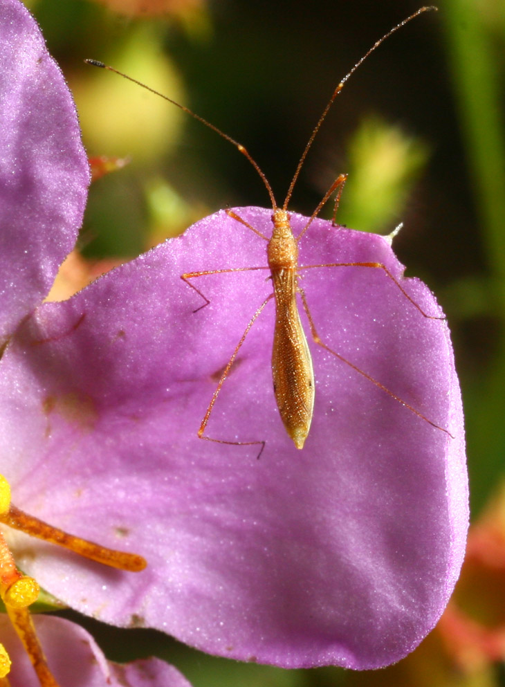 unidentified Hemaptera on Maryland meadow flower Rhexia mariana with dew