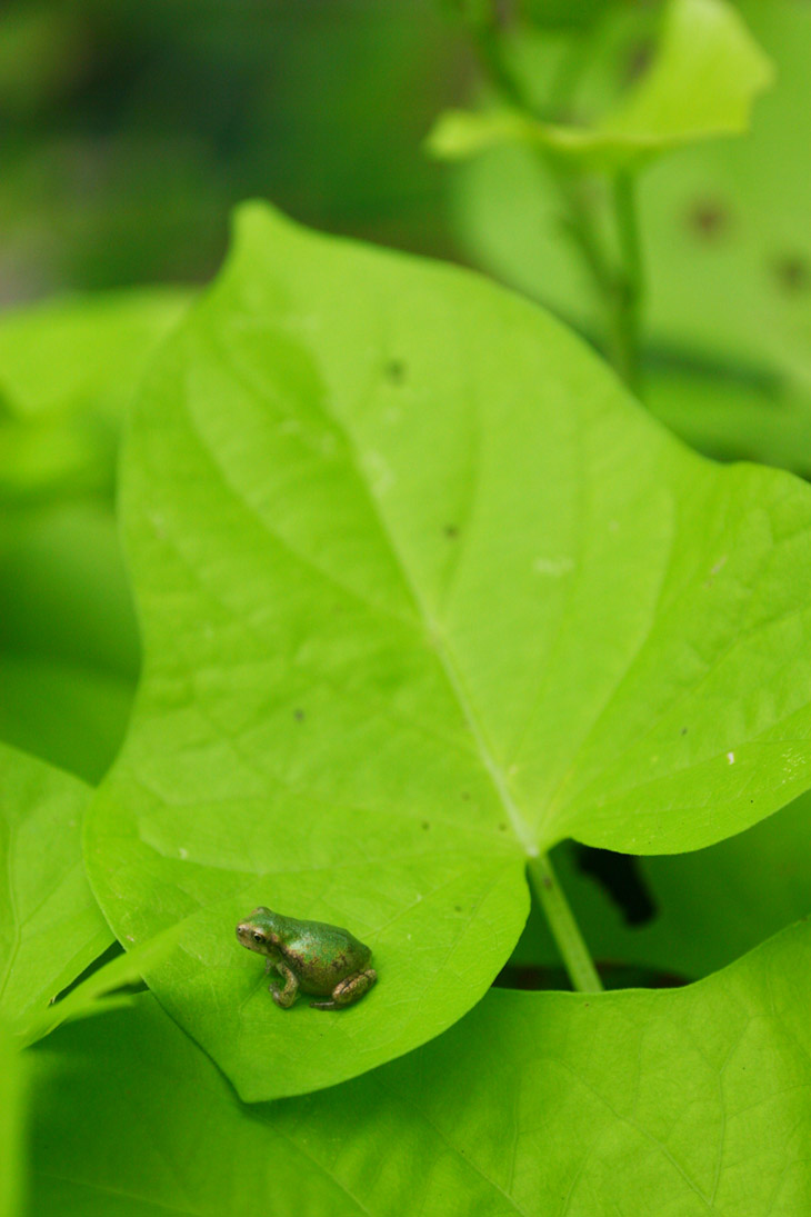 unidentified juvenile frog on ornamental sweet potato leaf