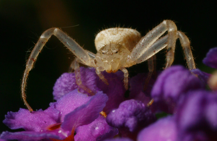 female crab spider probably Mecaphesa on butterfly bush Buddleia davidii