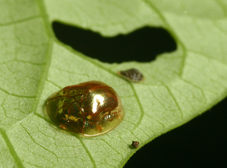 golden tortoise beetle Charidotella sexpunctata on underside of sweet potato leaf