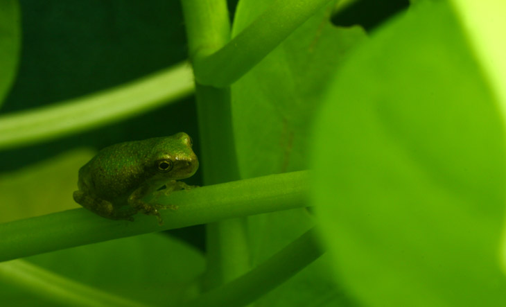 unidentified juvenile frog deep under leaves