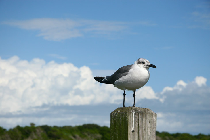laughing gull Leucophaeus atricilla in winter plumage on post against clouds
