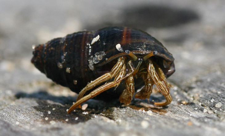 thin-stripe hermit crab Clibanarius vittatus eyeing the photographer with suspicion