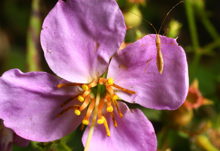 unidentified Hemaptera on Maryland meadow flower Rhexia mariana