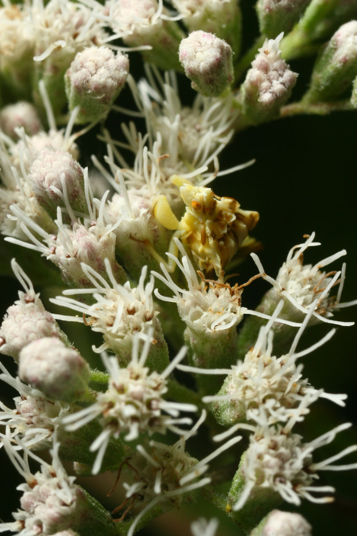 jagged ambush bug Phymata on probable boneset Eupatorium cluster