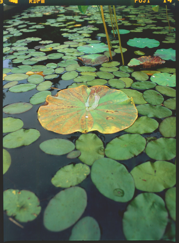 medium format slide of lily pads in raised pond