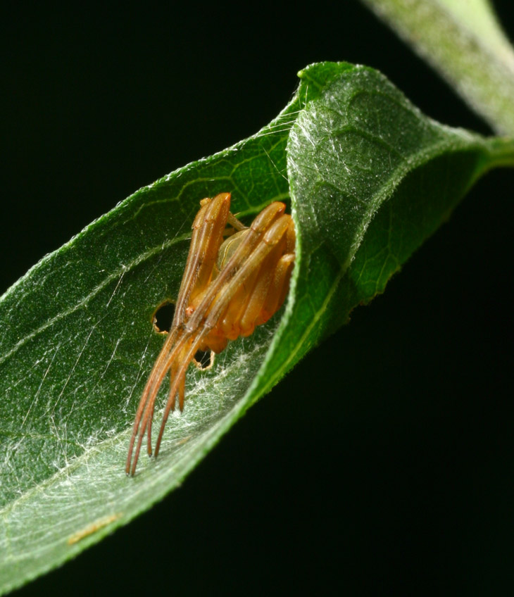 Acacesia hamata in defensive posture