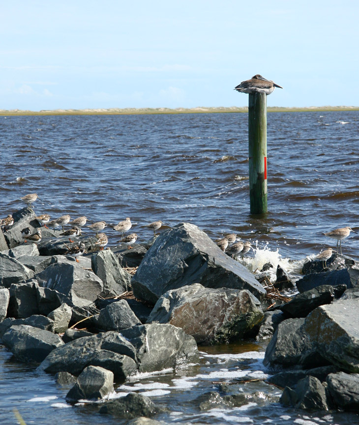 brown pelican Pelecanus occidentalis with ruddy turnstones Arenaria interpres and unidentified sandpipers