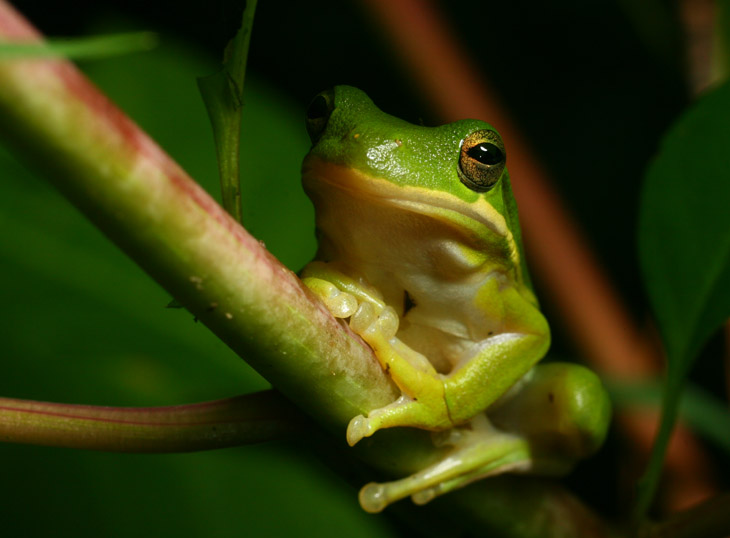 Green treefrog Hyla cinerea perched on pokeweed Phytolacca americana