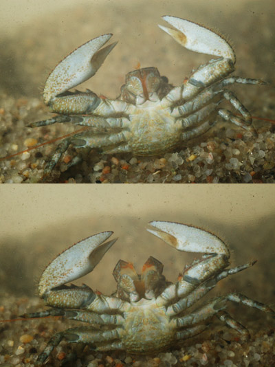 porcelain crab Petrolisthes armatus or Porcellana sayana showing belly and extending feeding appendages