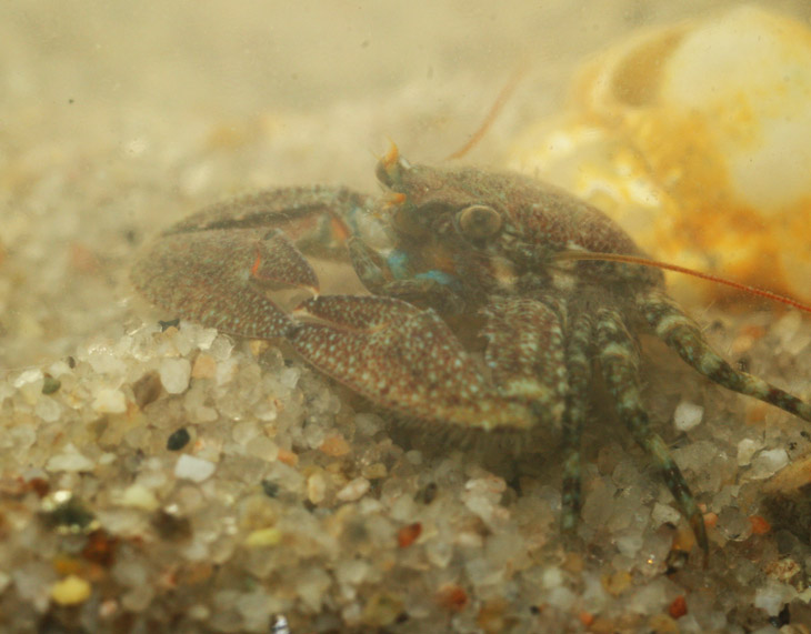 porcelain crab posing briefly