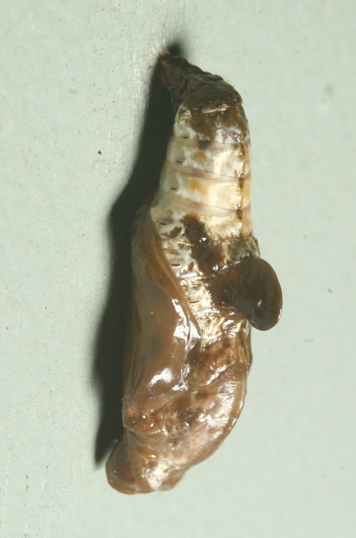 chrysalis of possible red-spotted purple admiral Limenitis arthemis astyanax