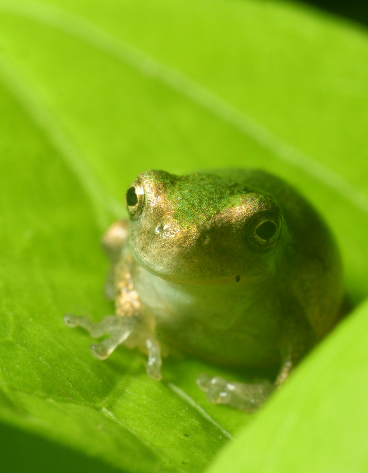 unidentified juvenile frog portrait