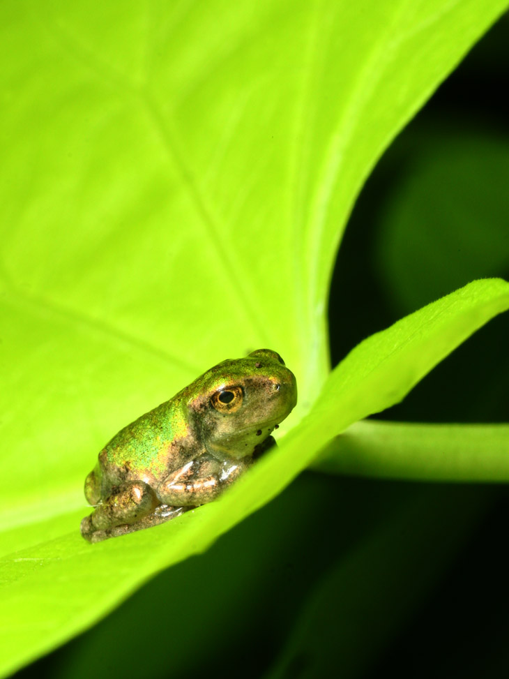 unidentified juvenile treefrog, possibly Copes grey treefrog Hyla chrysoscelis, on ornamental sweet potato leaf