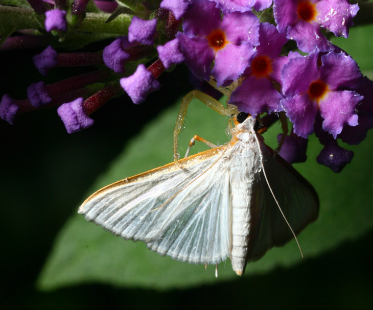 white moth possibly Diaphania costata being very still on butterfly bush Buddleia davidii